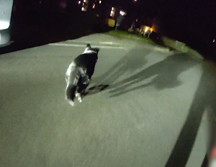 A black police dog runs along a road at night.