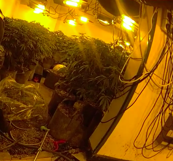 The cannabis grow discovered in St James Street. 